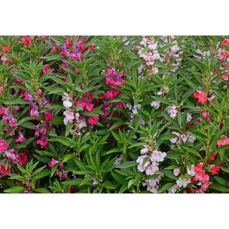 Balsam Mixed Flower Seeds(100 Seeds/pack)